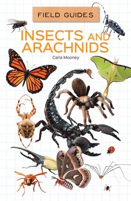 Insects and Arachnids 1