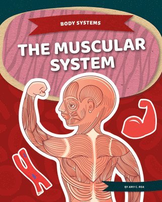 bokomslag Muscular System