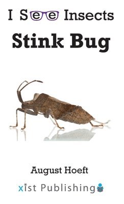 Stink Bug 1