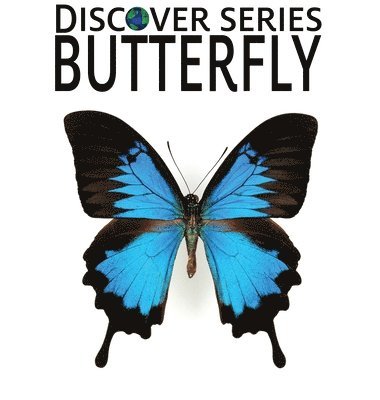 Butterfly 1
