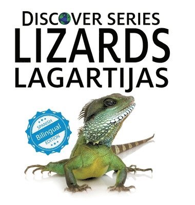 Lizards / Lagartijas 1