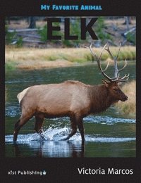bokomslag My Favorite Animal