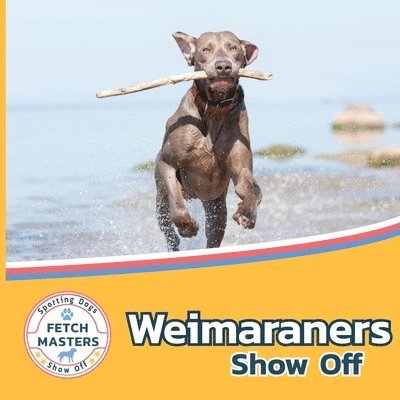 Weimaraners Show Off 1