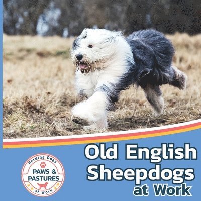 Old English Sheepdogs at Work 1