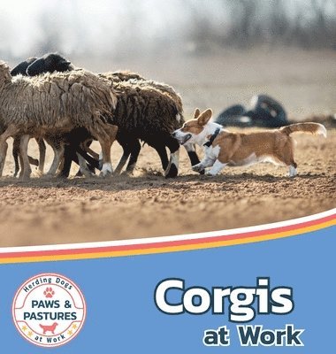 Corgis at Work 1