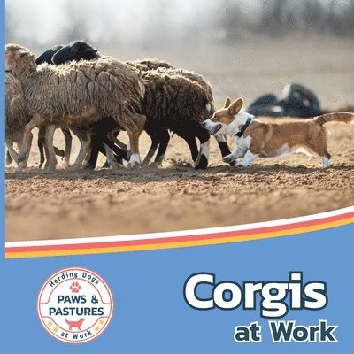 Corgis at Work 1