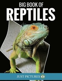 bokomslag Big Book Of Reptiles