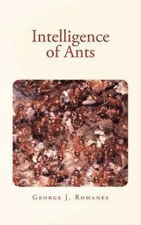 bokomslag Intelligence of Ants