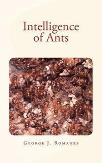 Intelligence of Ants 1