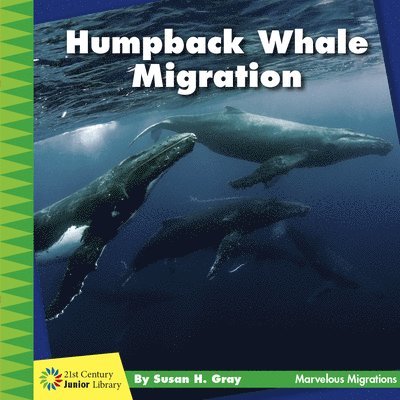 Humpback Whale Migration 1