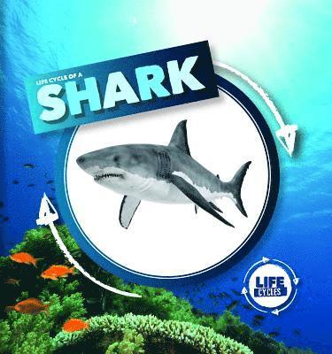 Kirsty Holmes - Life Cycle of a Shark, Inbunden
