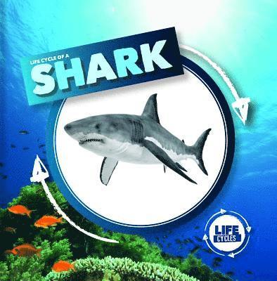 Kirsty Holmes - Life Cycle of a Shark, Häftad