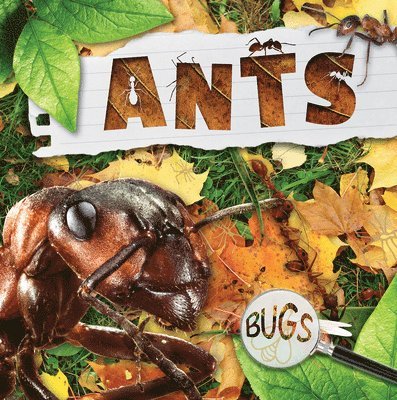 Ants 1