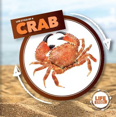 Kirsty Holmes - Life Cycle of a Crab, Häftad