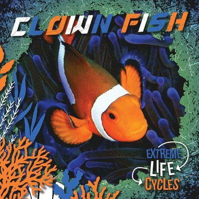 Clown Fish 1