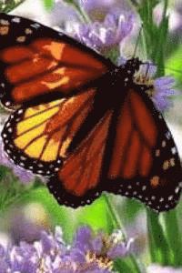 One Old Grandpa - A Collection of Children's Stories, Häftad