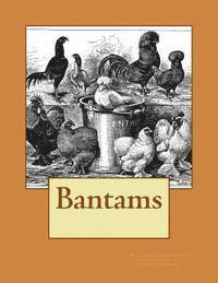 Bantams 1