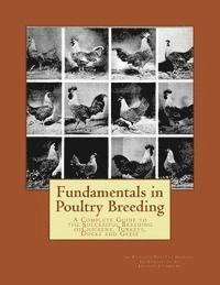 bokomslag Fundamentals in Poultry Breeding: A Complete Guide to the Successful Breeding ofChickens, Turkeys, Ducks and Geese