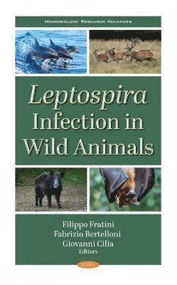 bokomslag Leptospira Infection in Wild Animals