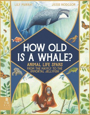 bokomslag How Old Is a Whale?: Animal Life Spans from the Mayfly to the Immortal Jellyfish