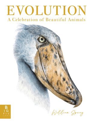 bokomslag Evolution: A Celebration of Beautiful Animals