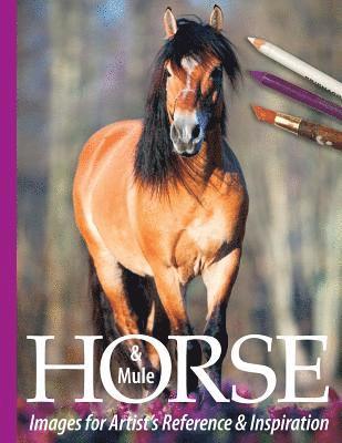 Horse and Mule Images for Artist's Reference and Inspiration 1