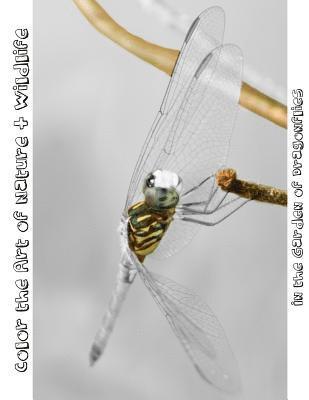 Tiffany Skora - In the Garden of Dragonflies: Color the Art of Nature + Wildlife, Häftad
