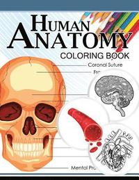 bokomslag Human Anatomy Coloring Book: Anatomy & Physiology Coloring Book 3rd Edtion