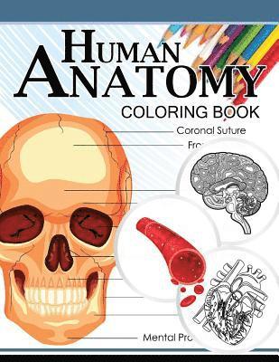 bokomslag Human Anatomy Coloring Book: Anatomy & Physiology Coloring Book 3rd Edtion