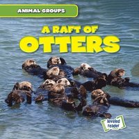 bokomslag A Raft of Otters