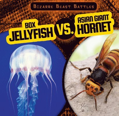 Box Jellyfish vs. Asian Giant Hornet