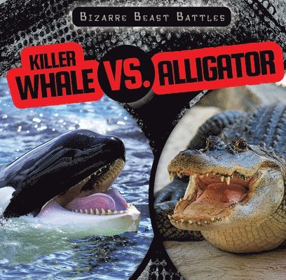 Killer Whale vs. Alligator
