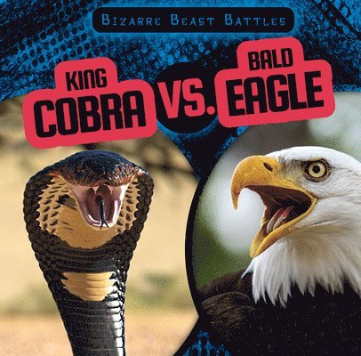 King Cobra vs. Bald Eagle