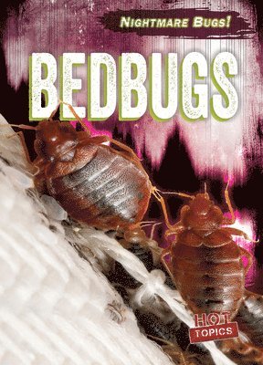 Bedbugs 1