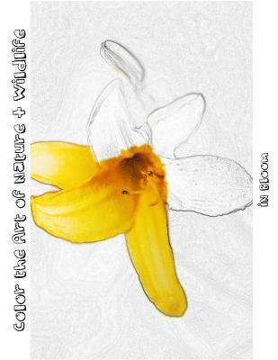 Tiffany Skora - In Bloom [Line Drawing]: Color the Art of Nature + Wildlife, Häftad