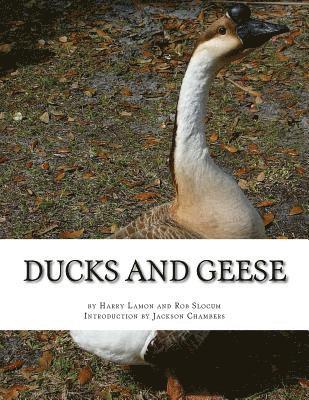 bokomslag Ducks and Geese