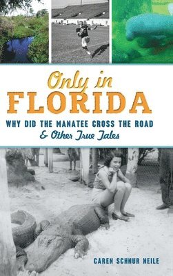 Caren Schnur Neile - Only in Florida: Why Did the Manatee Cross the Road and Other True Tales, Inbunden