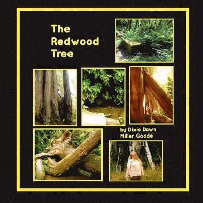 The Redwood Tree 1