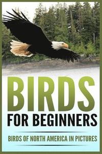 bokomslag Birds for Beginners: Including 97 Birds of North America in Gorgeous Pictures