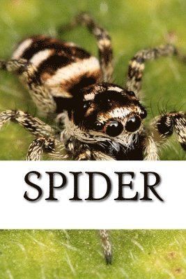 bokomslag Spider