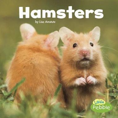 bokomslag Hamsters