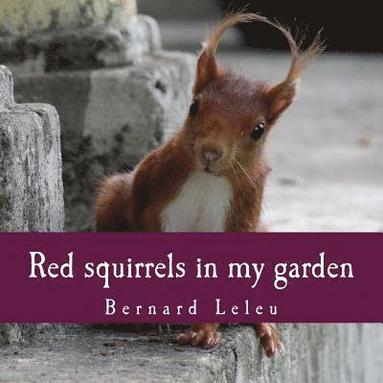 bokomslag Red squirrels in my garden