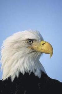 bokomslag On Wings Like Eagles: Rising above the Rough Times