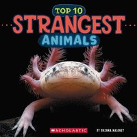 bokomslag Strangest Animals (Wild World: Top 10)