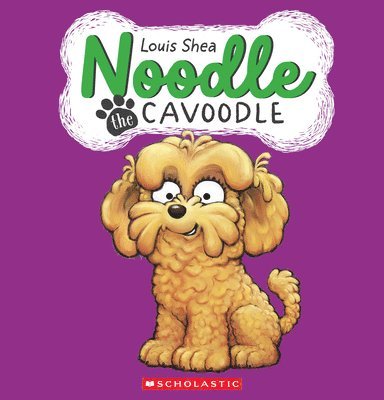 Noodle the Cavoodle 1