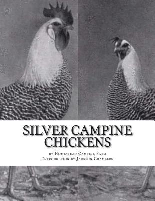 bokomslag Silver Campine Chickens: The Vigorous Strain of Silver Campine Fowl