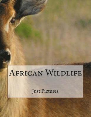 African Wildlife 1