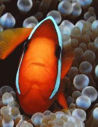 bokomslag Clown Fish