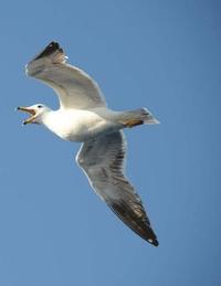 bokomslag Seagull