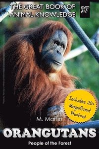 bokomslag Orangutans